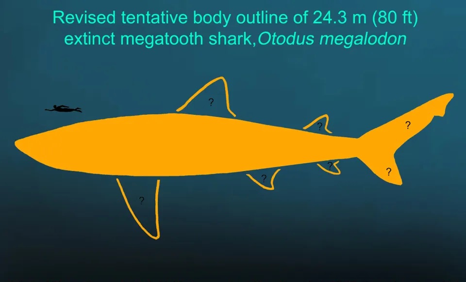 Với nghiên cứu mới, hình dạng và kích thước của megalodon to lớn một cách đáng sợ. (Ảnh: Đại học DePaul/Kenshu Shimada)