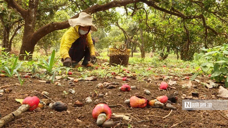 Ứng dụng khoa học, nông dân Bình Phước “hóa giải” nỗi lo mất mùa điều- Ảnh 4.