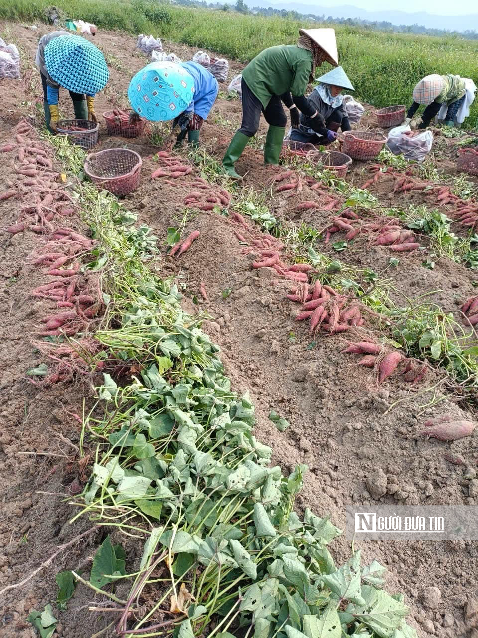 Trúng mùa khoai lang, nhiều nông dân thu tiền tỷ nhờ giá bán tăng vọt- Ảnh 1.