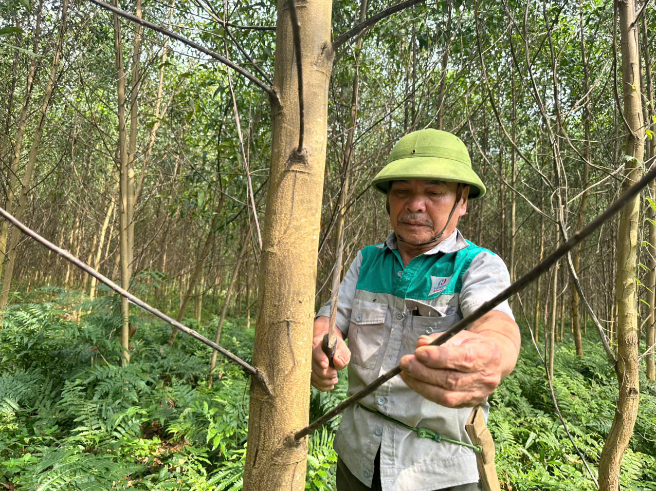 Thu nhập bền vững từ rừng cho người dân dưới đỉnh Giăng Màn- Ảnh 2.