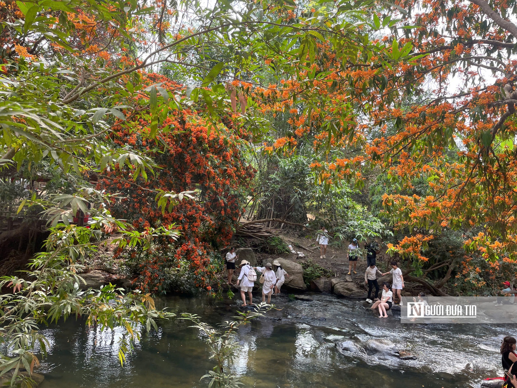 Chị Nguyễn Bình Nhi (Tp.Quy Nhơn) chia sẻ, nghe thông tin về ngày hội hoa trang ở Tà Má, chị và nhóm bạn đã lên kế hoạch từ đầu tuần tới ngắm hoa. Nhóm chị thuê chòi, mua một số món ăn và thuê trang phục để cùng lưu lại kỷ niệm với hoa. Ảnh: Thu Dịu