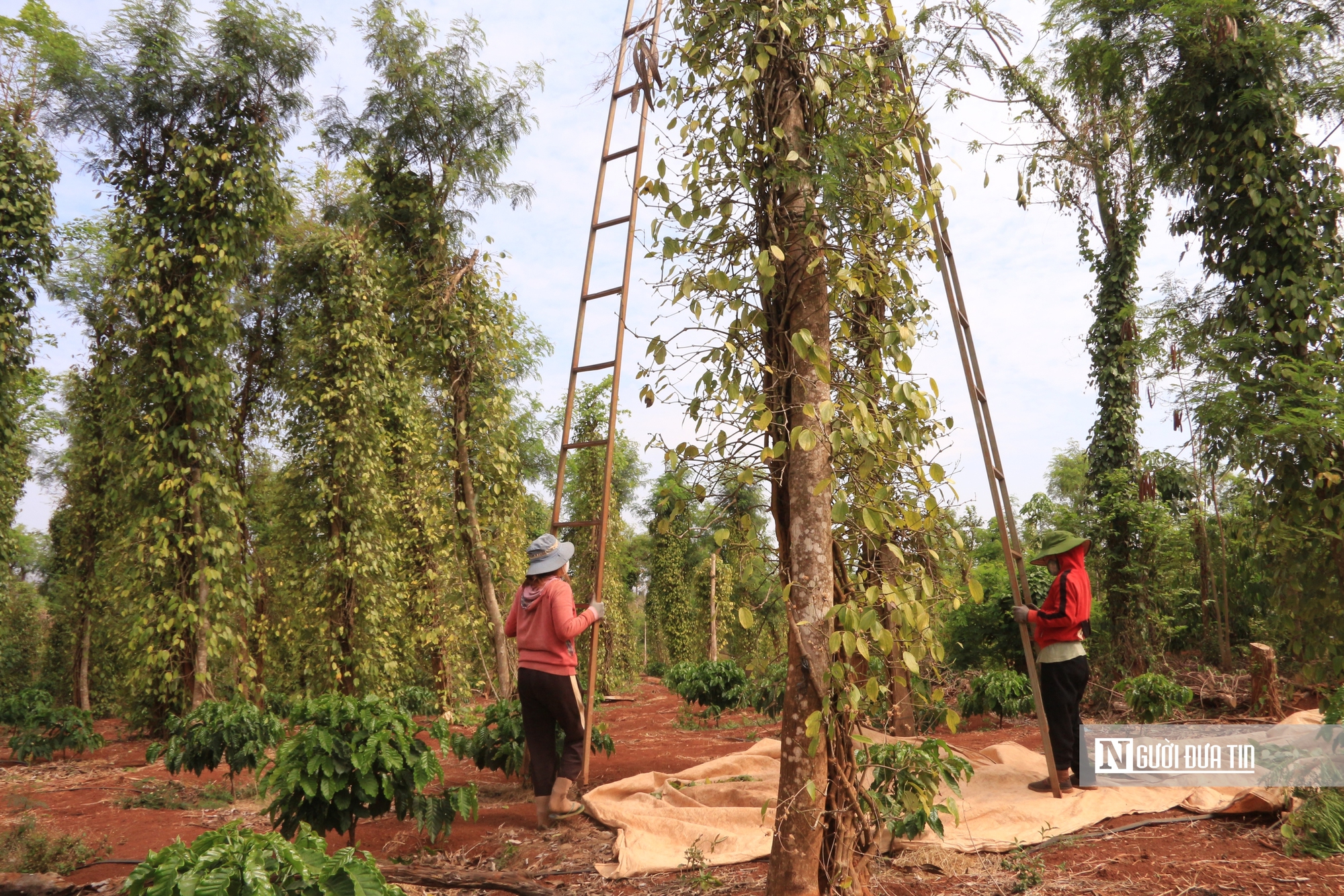 Giá "vàng đen" lập đỉnh, nông dân chật vật tìm người thu hoạch- Ảnh 4.