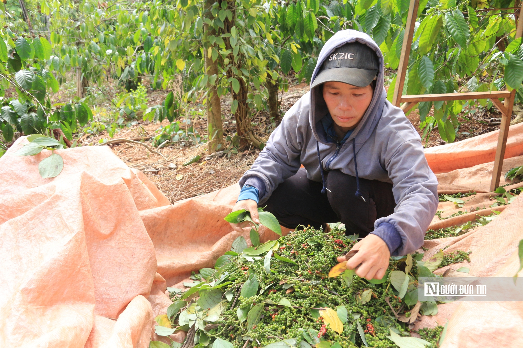 Giá "vàng đen" lập đỉnh, nông dân chật vật tìm người thu hoạch- Ảnh 8.