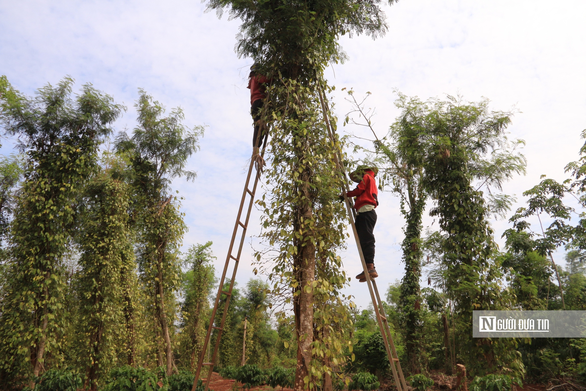 Giá "vàng đen" lập đỉnh, nông dân chật vật tìm người thu hoạch- Ảnh 10.