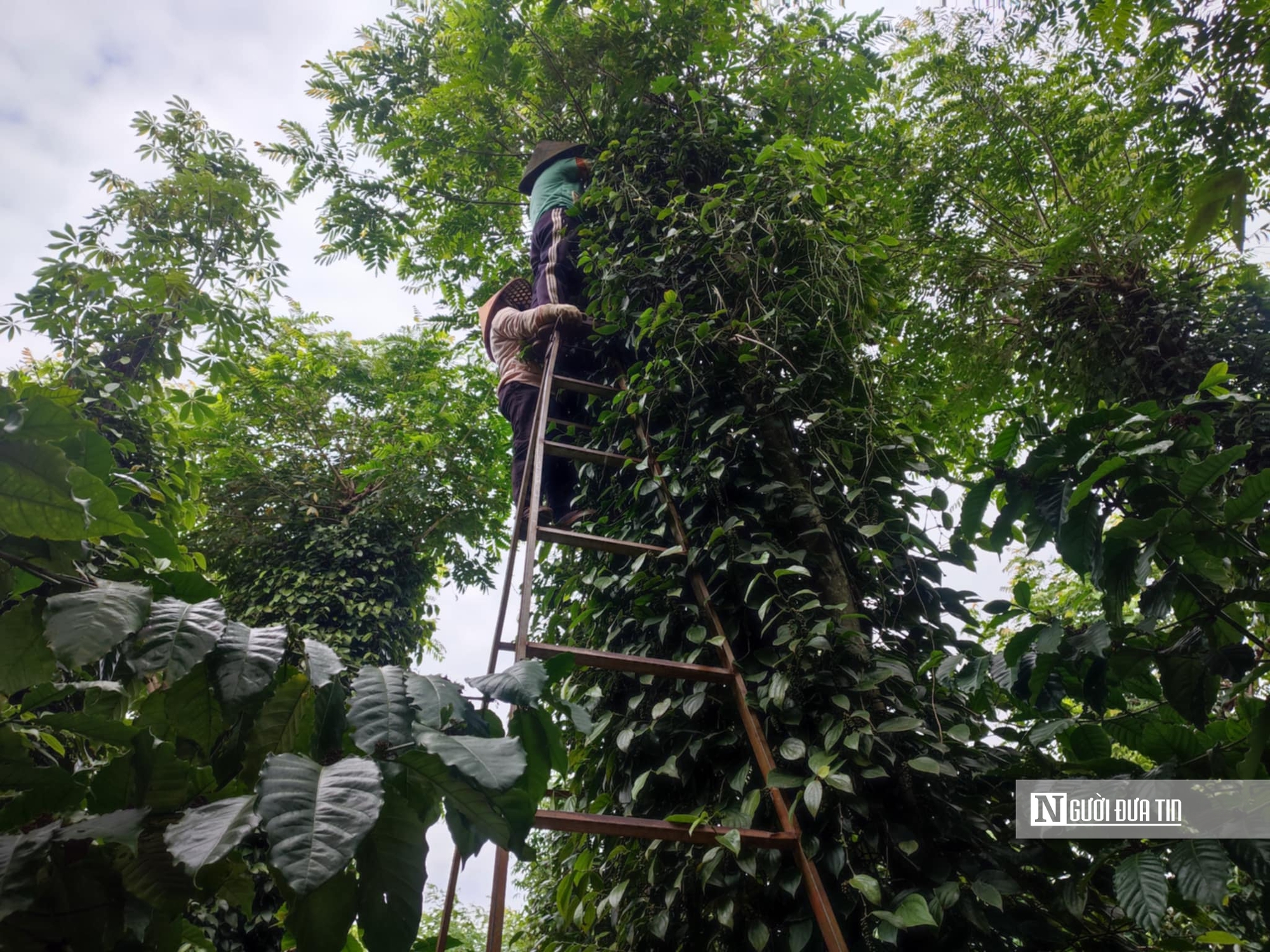 Giá "vàng đen" lập đỉnh, nông dân chật vật tìm người thu hoạch- Ảnh 12.