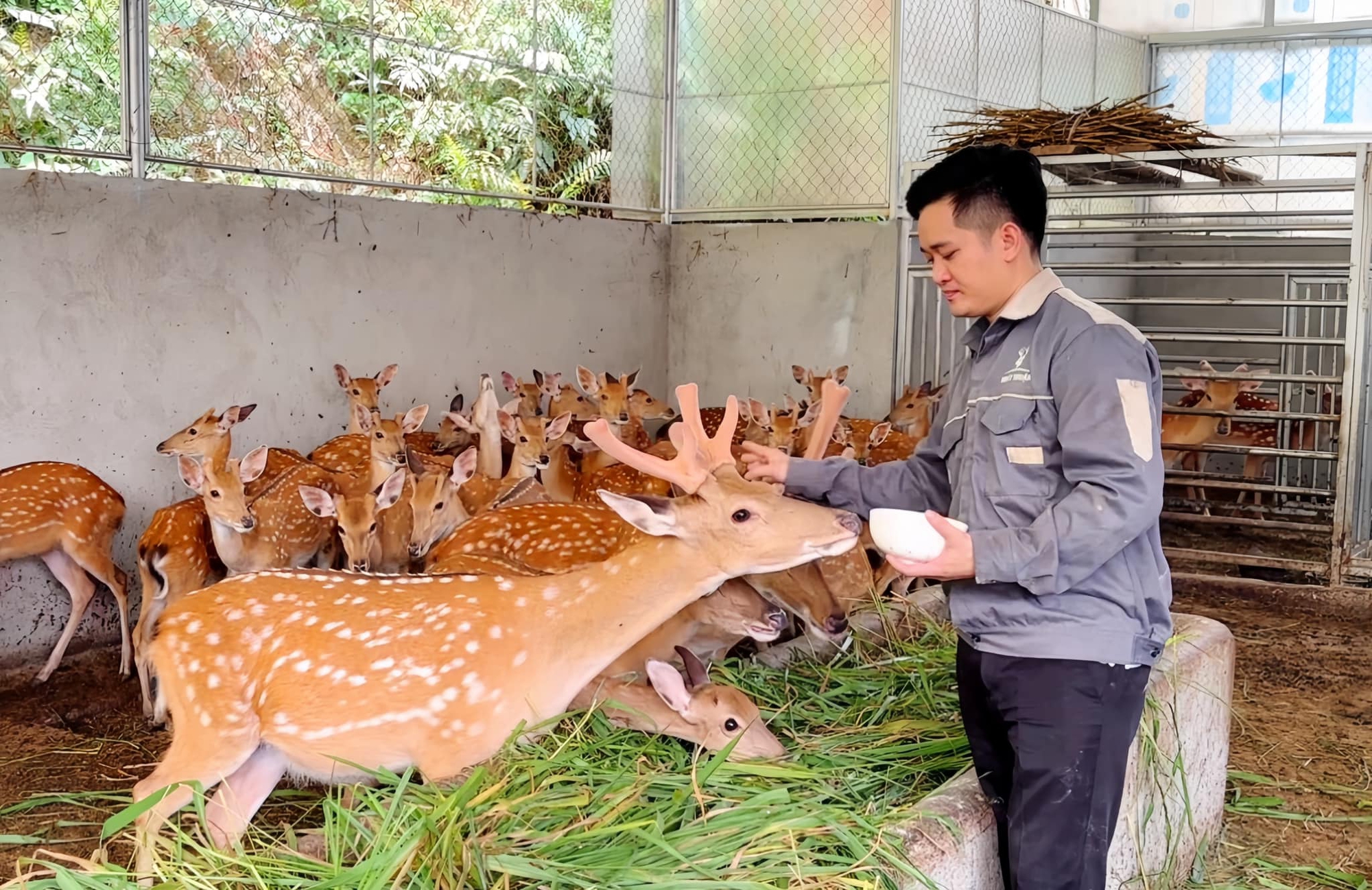 Nuôi hươu làm “thần dược”, người dân thu tiền tỷ mỗi năm- Ảnh 5.