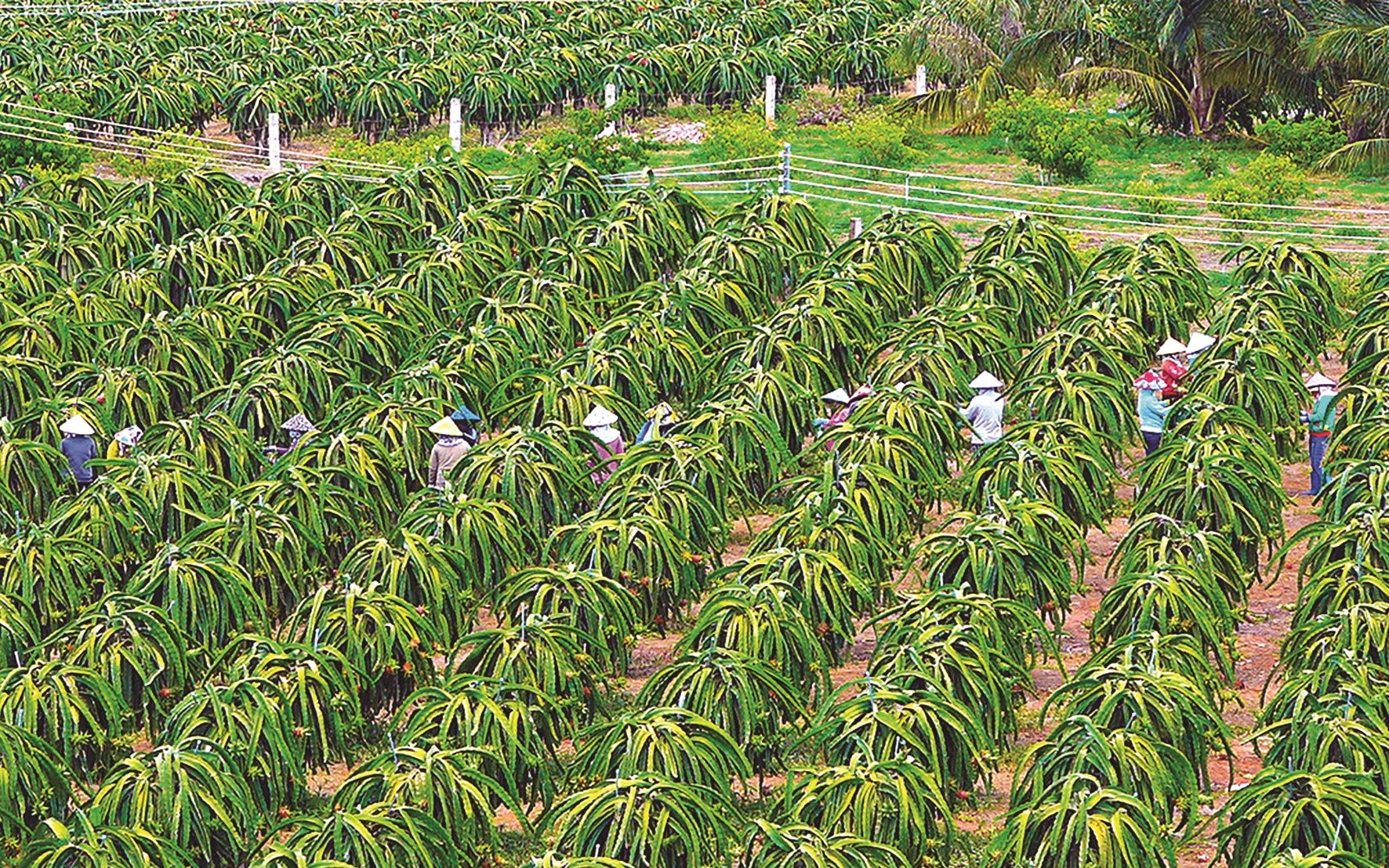 “Trái ngọt” của tư duy làm nông nghiệp bài bản- Ảnh 2. “Trái ngọt” của tư duy làm nông nghiệp bài bản- Ảnh 2.