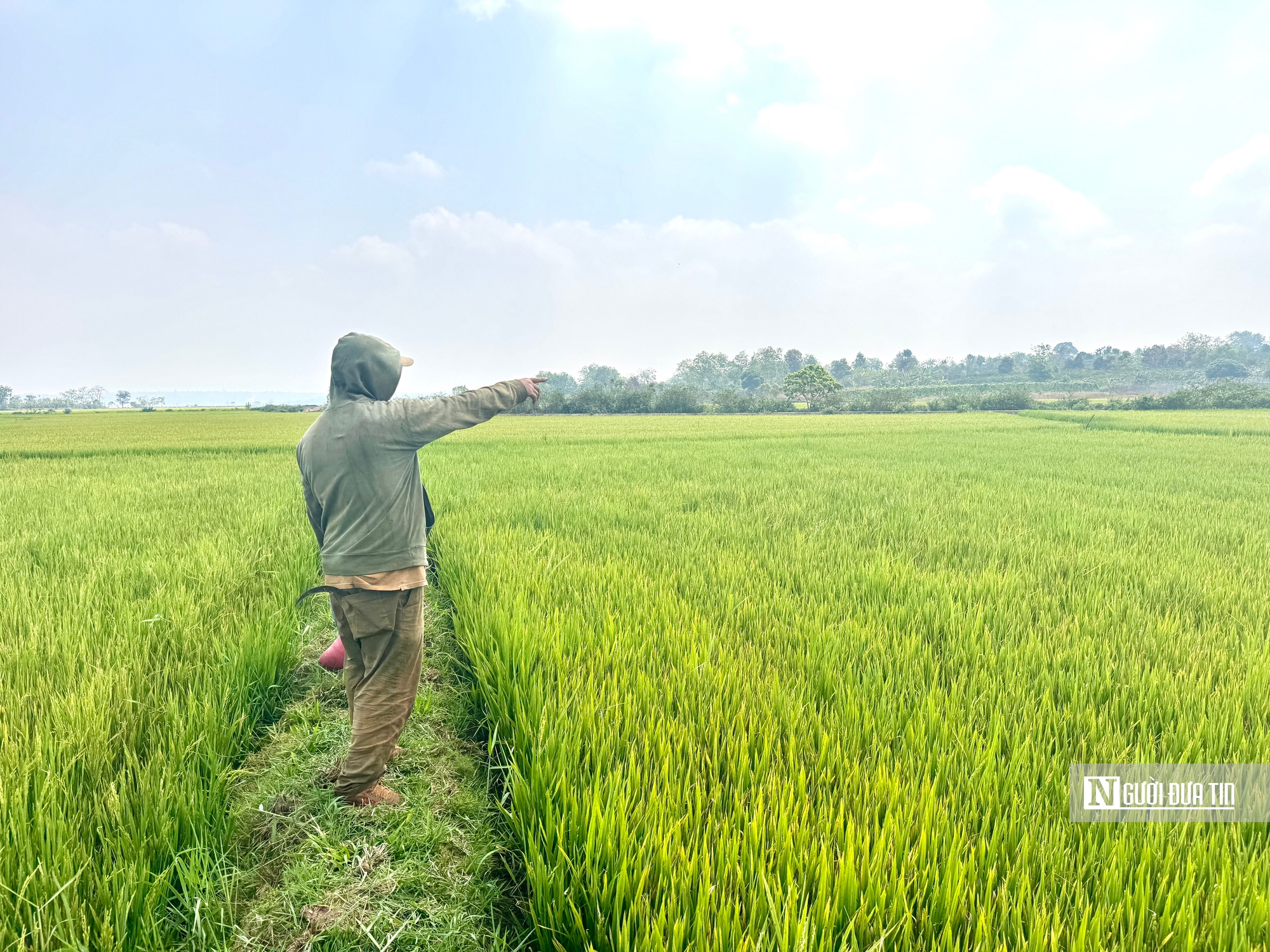 Gia Lai: Hàng trăm ha lúa trổ bông chết khô vì hạn hán- Ảnh 1.