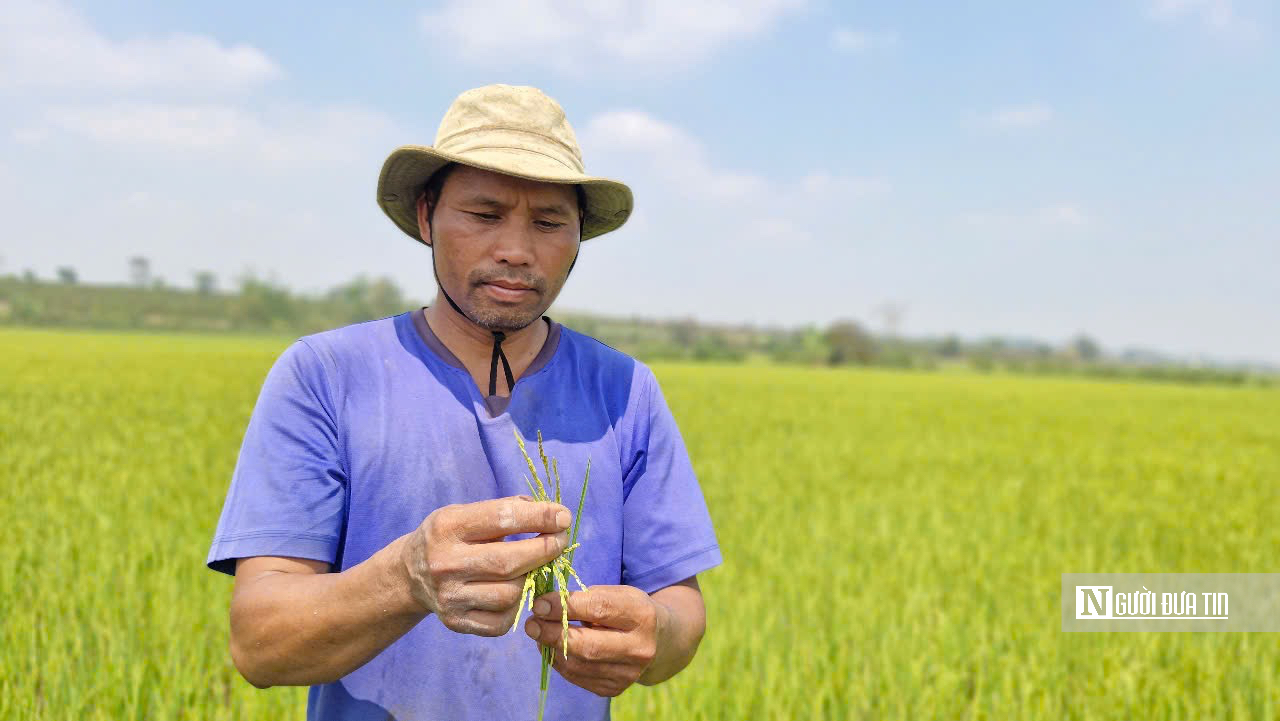 Gia Lai: Hàng trăm ha lúa trổ bông chết khô vì hạn hán- Ảnh 3.