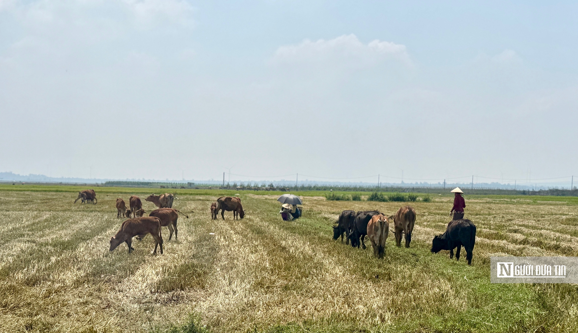 Gia Lai: Hàng trăm ha lúa trổ bông chết khô vì hạn hán- Ảnh 4.