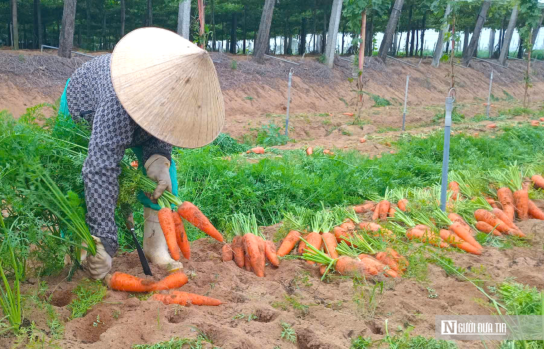 Giá nông sản “chạm đáy”, nông dân xứ Nghệ tự cứu mình nhờ công nghệ- Ảnh 1. Giá nông sản “chạm đáy”, nông dân xứ Nghệ tự cứu mình nhờ công nghệ- Ảnh 1.