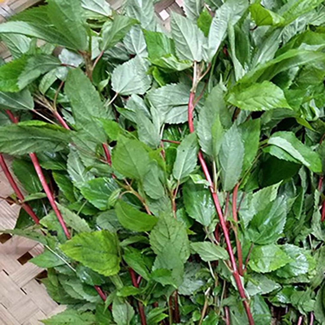 2 loại rau ít "ngậm" thuốc trừ sâu nhất chợ, nhất là cái số 1 rất quen- Ảnh 2.