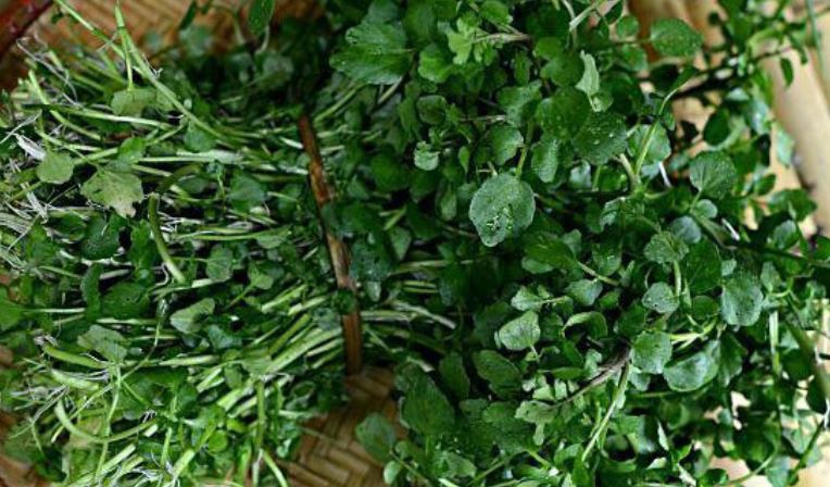 3 loại rau người Việt thích mê dễ là "ổ sán", nhất là cái số 1- Ảnh 3.