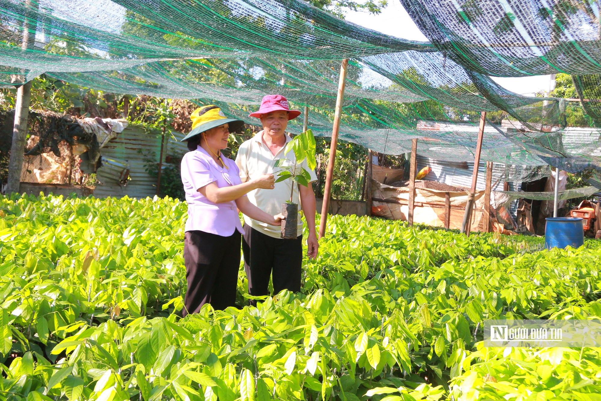 Cây ca cao “lội ngược dòng” sau gần 20 năm bị lãng quên- Ảnh 7. Cây ca cao “lội ngược dòng” sau gần 20 năm bị lãng quên- Ảnh 7.