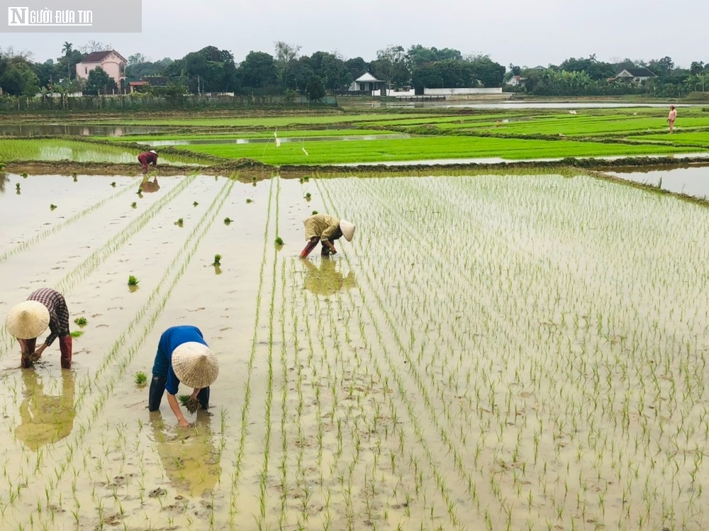 Theo quy định mới nhất, đất nông nghiệp hết hạn sử dụng có bị thu hồi không?- Ảnh 1. Theo quy định mới nhất, đất nông nghiệp hết hạn sử dụng có bị thu hồi không?- Ảnh 1.