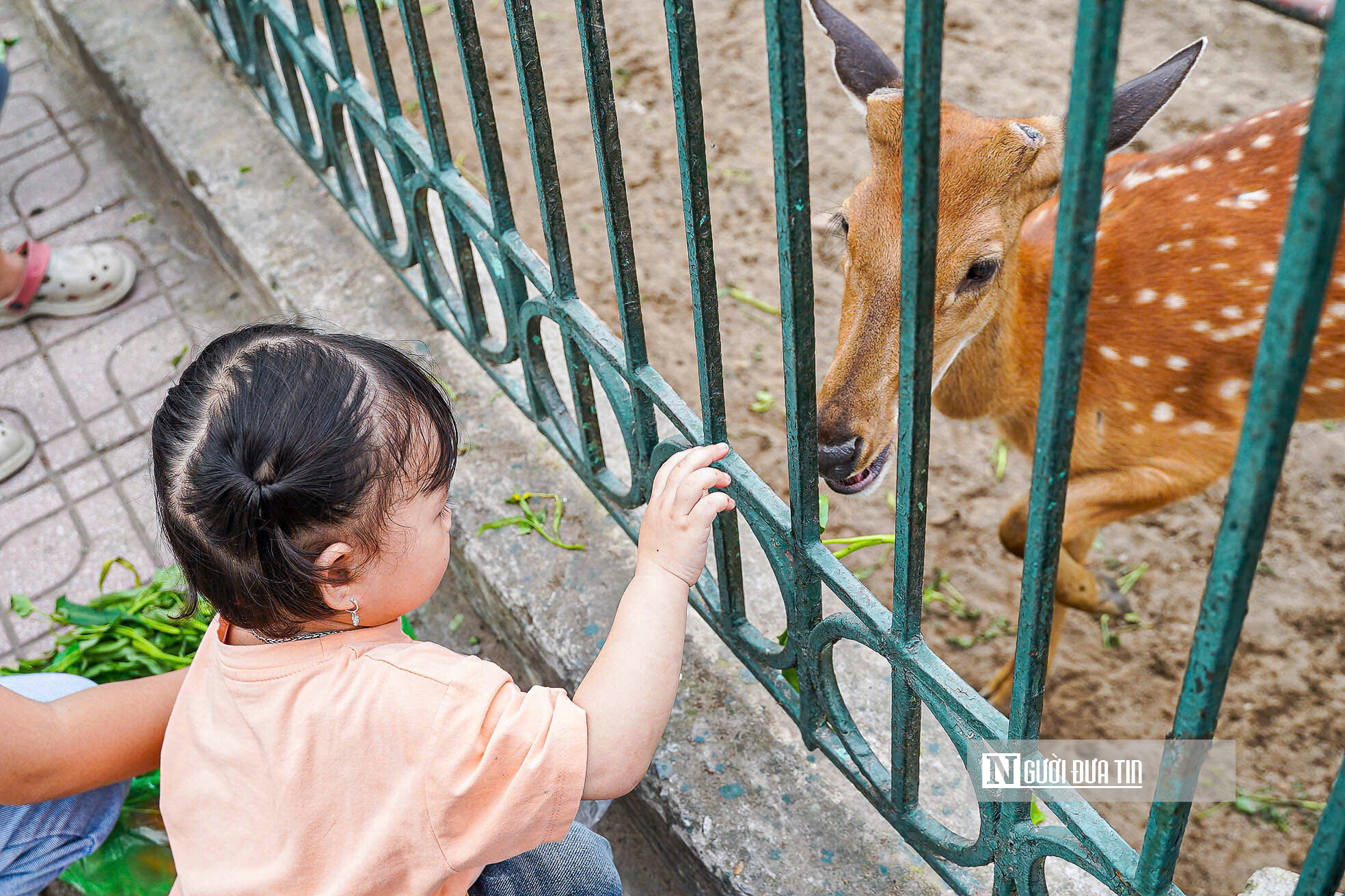 Vườn thú Hà Nội “thất thủ” trong kỳ nghỉ lễ 30/4 – 1/5- Ảnh 10. Vườn thú Hà Nội “thất thủ” trong kỳ nghỉ lễ 30/4 – 1/5- Ảnh 10.
