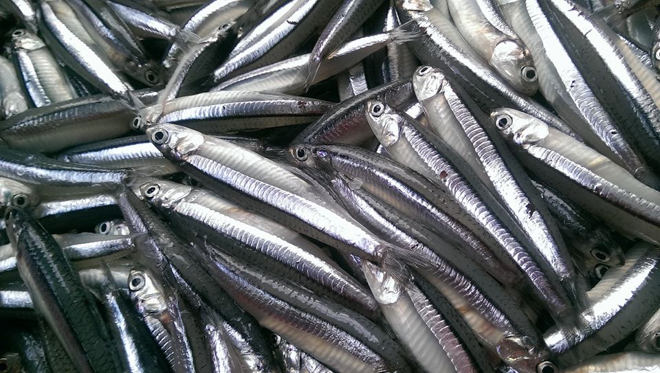 Loại cá "giàu canxi gấp hàng chục lần cá hồi", ở chợ Việt giá rẻ bèo- Ảnh 1. Loại cá "giàu canxi gấp hàng chục lần cá hồi", ở chợ Việt giá rẻ bèo- Ảnh 1.