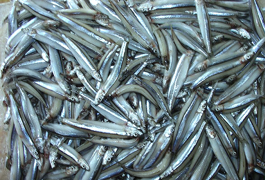 Loại cá "giàu canxi gấp hàng chục lần cá hồi", ở chợ Việt giá rẻ bèo- Ảnh 2. Loại cá "giàu canxi gấp hàng chục lần cá hồi", ở chợ Việt giá rẻ bèo- Ảnh 2.