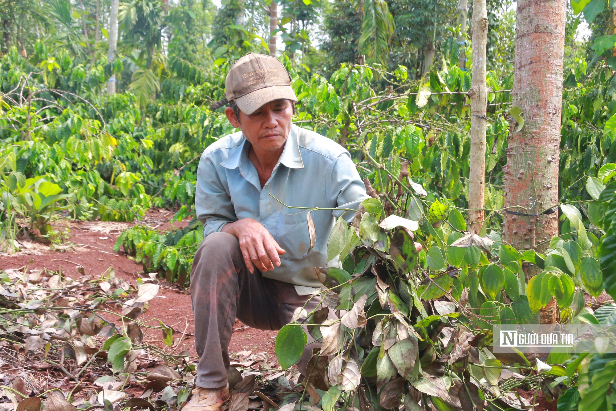 Giá hồ tiêu tăng cao, kẻ gian rình rập cắt trộm dây giống- Ảnh 5. Giá hồ tiêu tăng cao, kẻ gian rình rập cắt trộm dây giống- Ảnh 5.