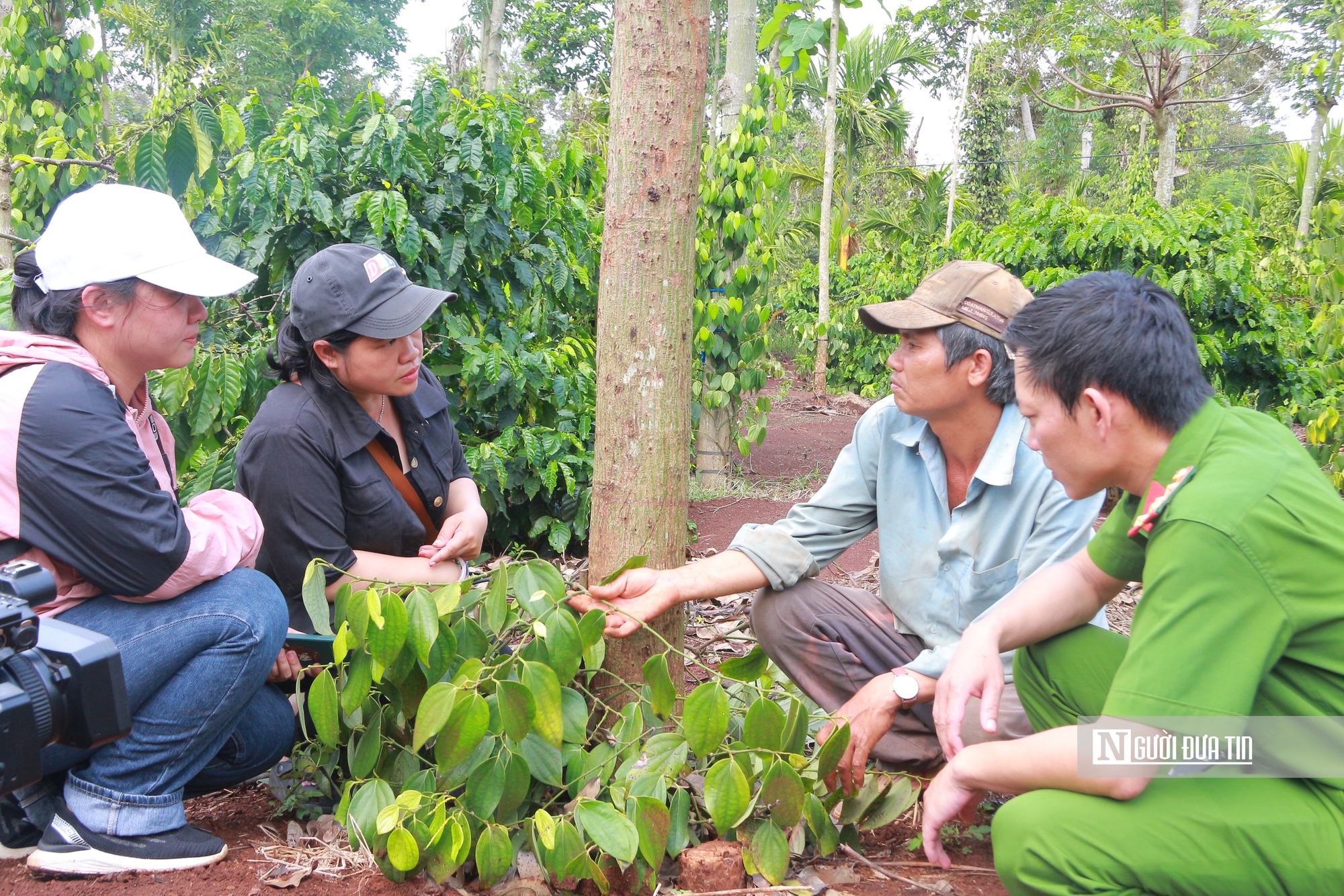 Giá hồ tiêu tăng cao, kẻ gian rình rập cắt trộm dây giống- Ảnh 6. Giá hồ tiêu tăng cao, kẻ gian rình rập cắt trộm dây giống- Ảnh 6.