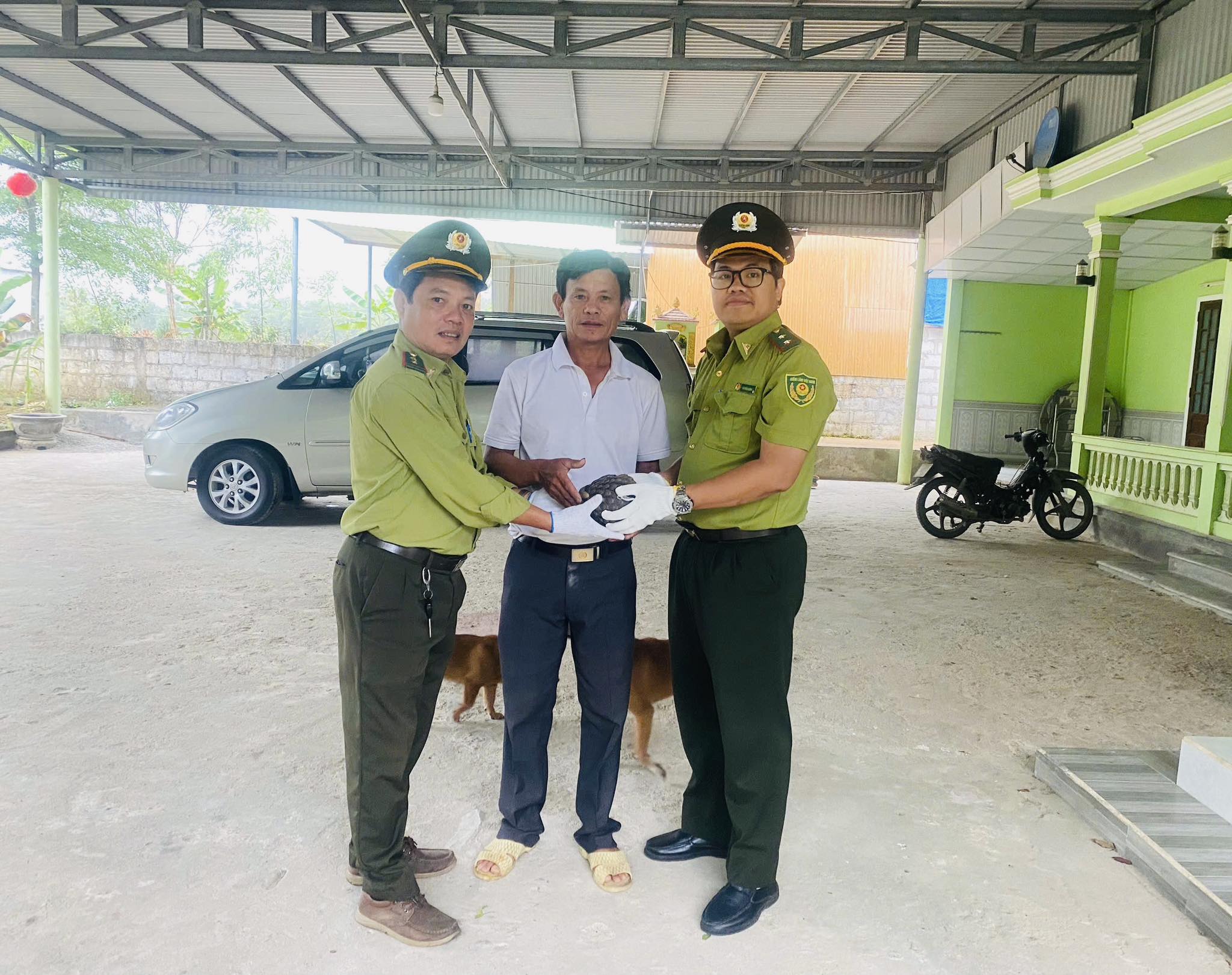Nhiều cá thể tê tê, rùa núi vàng quý hiếm được người dân Huế "giải cứu"- Ảnh 1. Nhiều cá thể tê tê, rùa núi vàng quý hiếm được người dân Huế "giải cứu"- Ảnh 1.