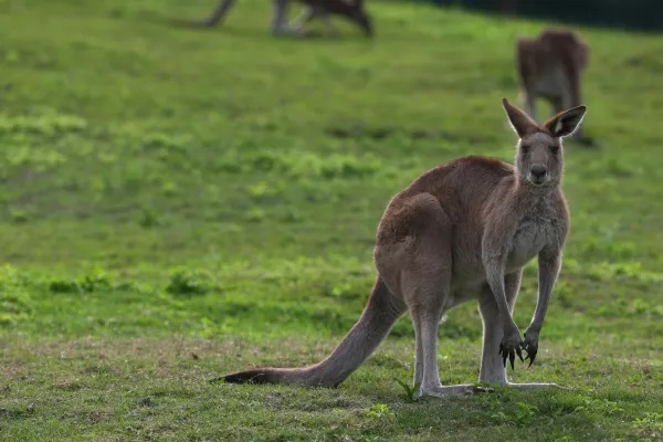 Cái chết của Eric Slate có thể do một con kangaroo gây ra. Cái chết của Eric Slate có thể do một con kangaroo gây ra.