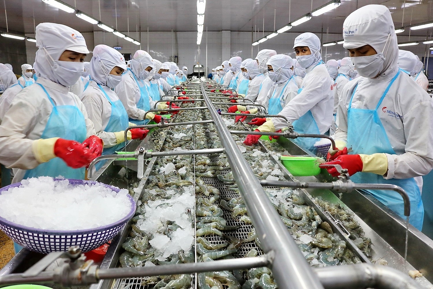 "Vua tôm" Minh Phú thoát lỗ nhờ tiết giảm chi phí- Ảnh 1. "Vua tôm" Minh Phú thoát lỗ nhờ tiết giảm chi phí- Ảnh 1.