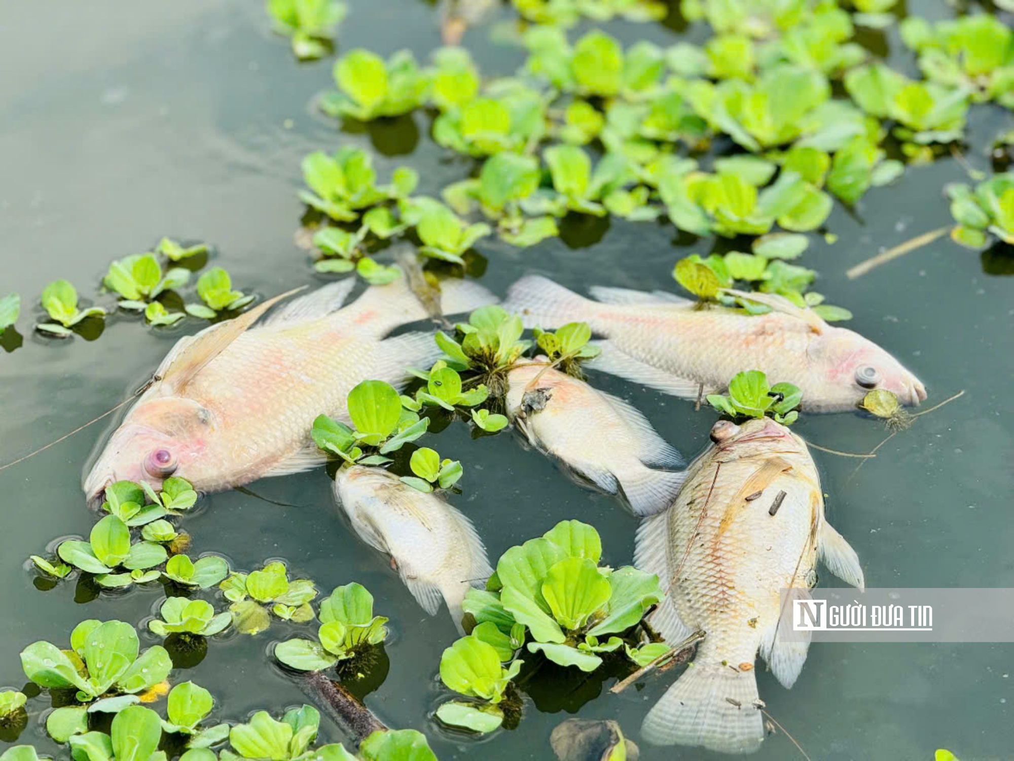 Nước bất ngờ chuyển màu đen, cá chết hàng loạt trên sông Bàu Giang- Ảnh 1. Nước bất ngờ chuyển màu đen, cá chết hàng loạt trên sông Bàu Giang- Ảnh 1.