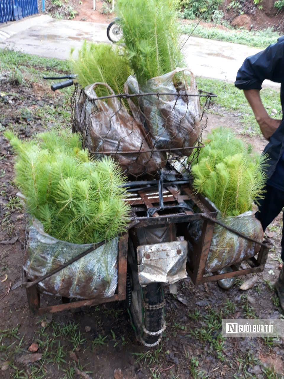 Gia Lai: Kiến tạo sinh kế từ “lá phổi xanh” Tây Nguyên- Ảnh 1. Gia Lai: Kiến tạo sinh kế từ “lá phổi xanh” Tây Nguyên- Ảnh 1.