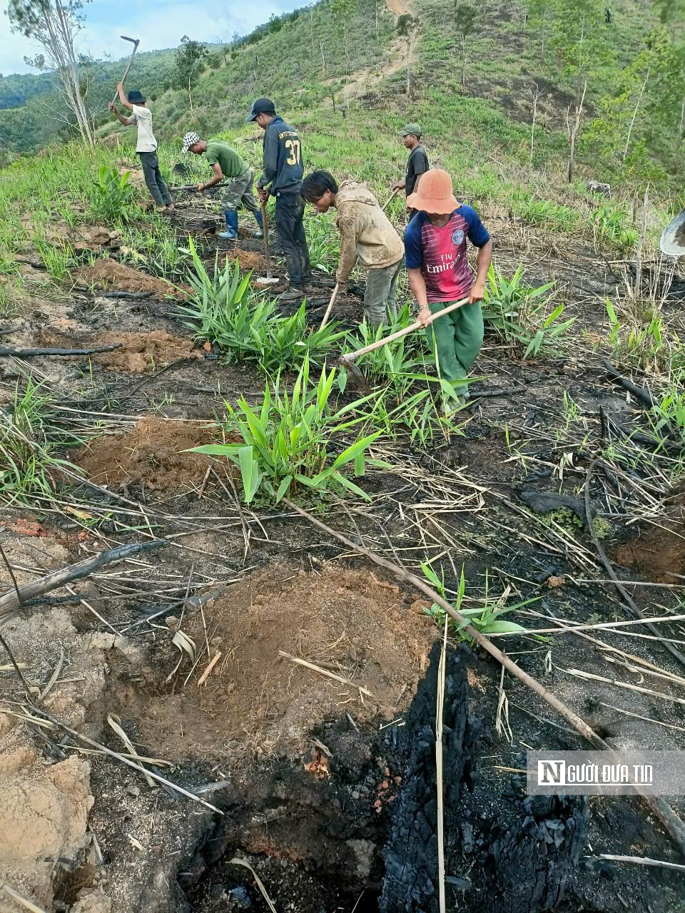 Gia Lai: Kiến tạo sinh kế từ “lá phổi xanh” Tây Nguyên- Ảnh 2. Gia Lai: Kiến tạo sinh kế từ “lá phổi xanh” Tây Nguyên- Ảnh 2.