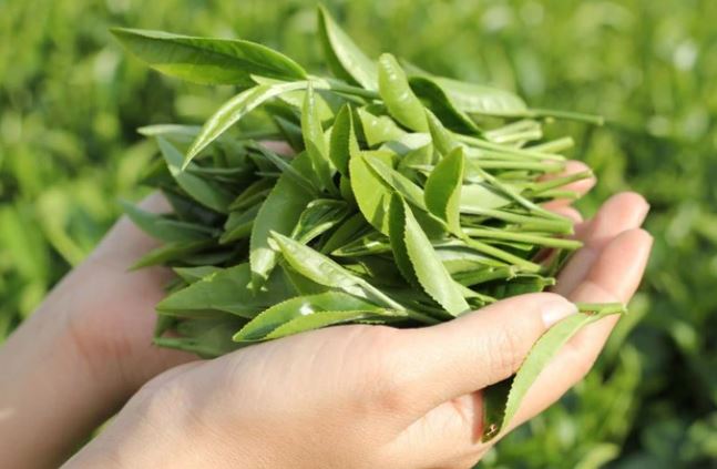 3 lợi ích đặc biệt mà nam giới có được nhờ thường xuyên uống trà xanh- Ảnh 2.