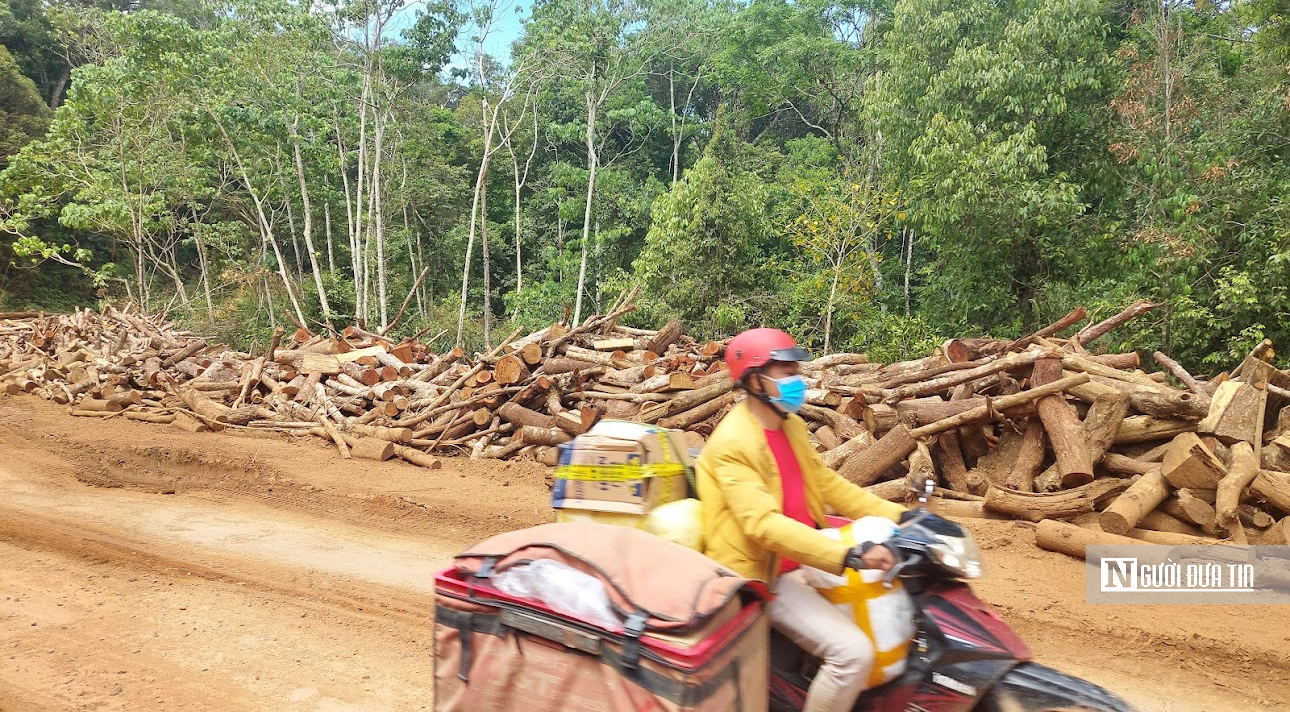 Vì sao hơn 1.300m3 gỗ vẫn nằm ngổn ngang sau dự án nghìn tỷ đồng?- Ảnh 2. Vì sao hơn 1.300m3 gỗ vẫn nằm ngổn ngang sau dự án nghìn tỷ đồng?- Ảnh 2.