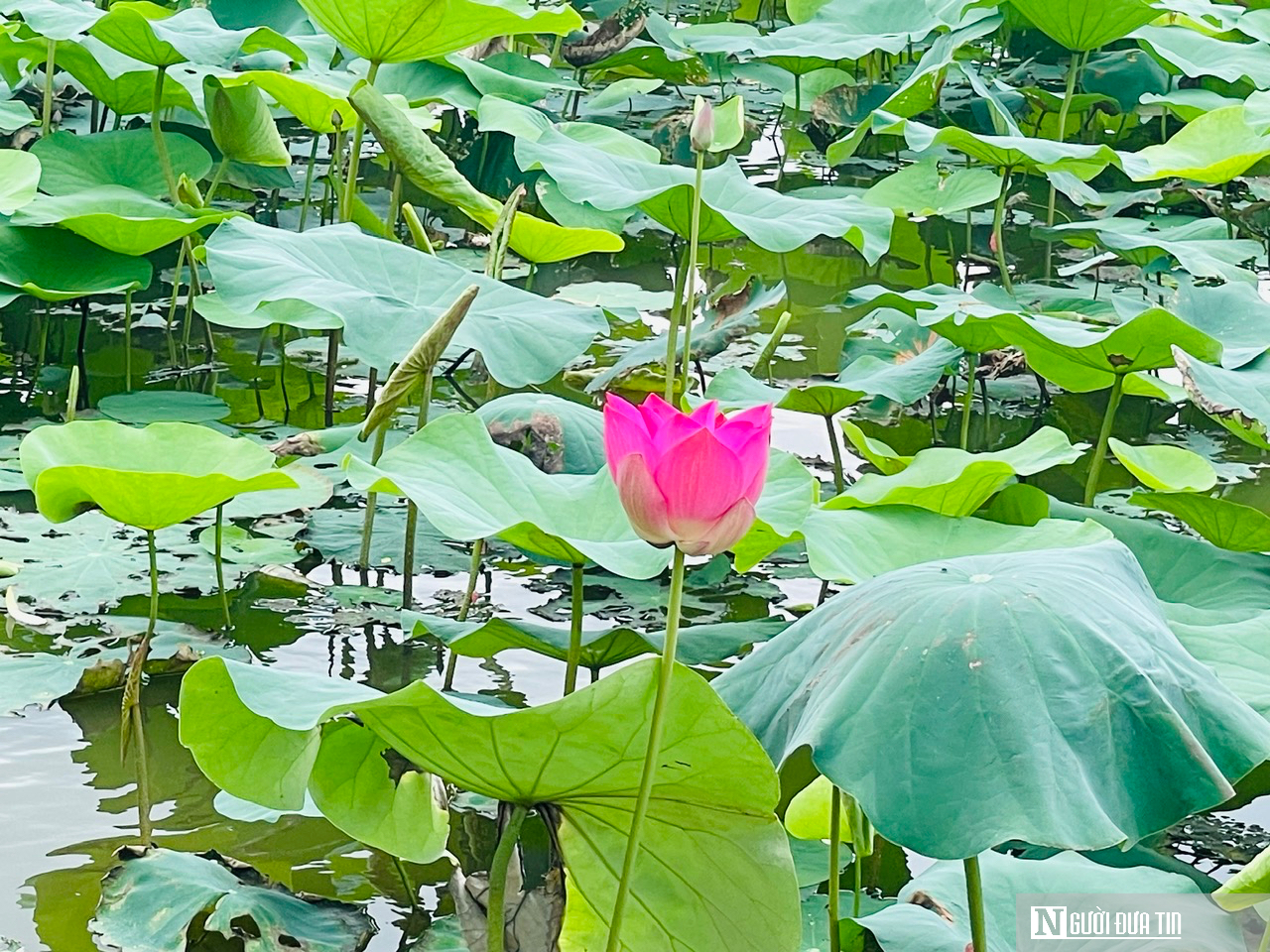 Tháng Năm về, ngắm hoa sen bình dị ở quê Bác- Ảnh 4.