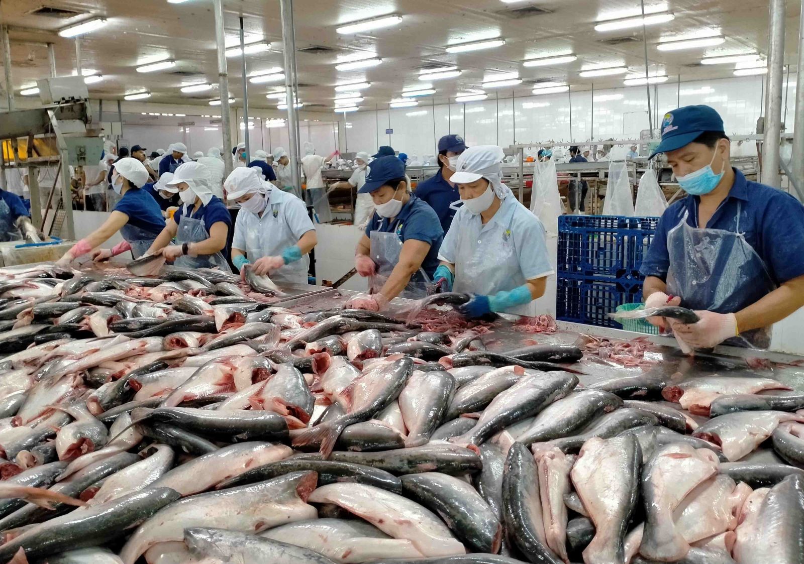 Cá tra Việt Nam lấy lại đà tăng trưởng từ thị trường Trung Quốc- Ảnh 1. Cá tra Việt Nam lấy lại đà tăng trưởng từ thị trường Trung Quốc- Ảnh 1.