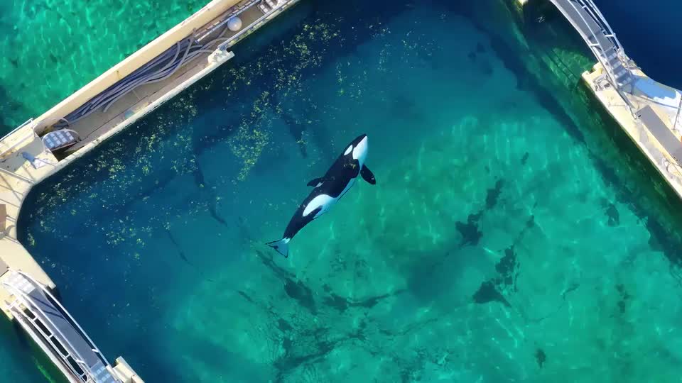 Cá voi sát thủ và cá heo "mắc kẹt" trong công viên bỏ hoang