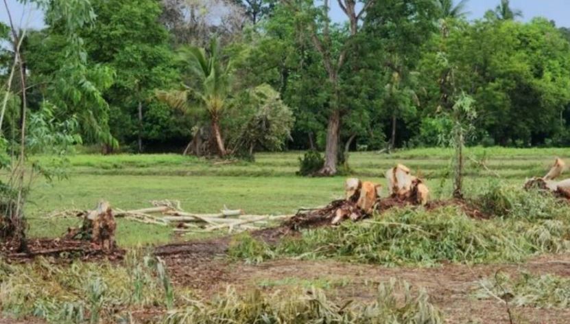 Trú ẩn dưới gốc cây, người phụ nữ mang thai 7 tháng bị sét đánh tử vong- Ảnh 1. Trú ẩn dưới gốc cây, người phụ nữ mang thai 7 tháng bị sét đánh tử vong- Ảnh 1.