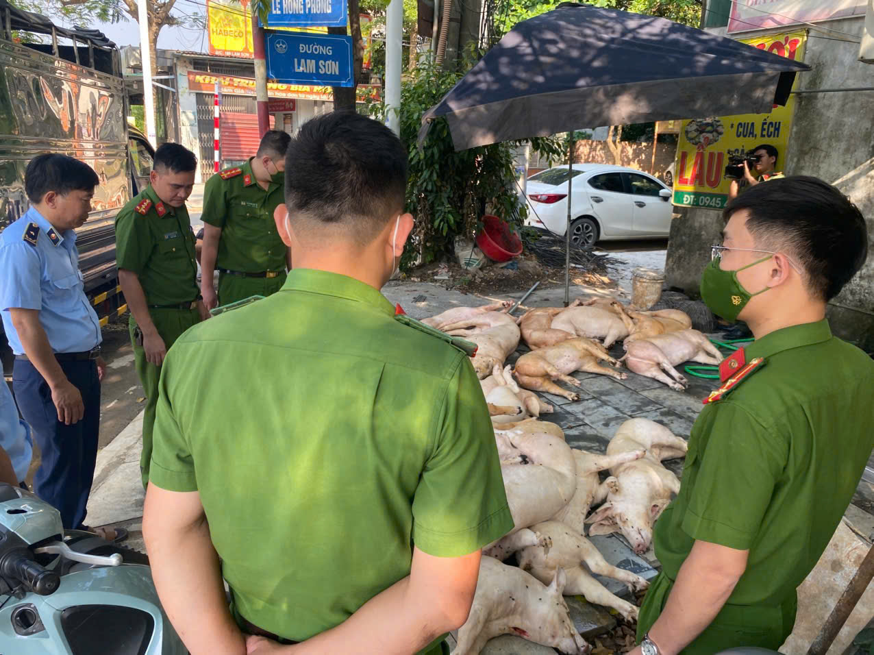 Vĩnh Phúc: Phát hiện, xử lý gần 800kg thịt lợn bốc mùi hôi thối tại nhà hàng- Ảnh 1. Vĩnh Phúc: Phát hiện, xử lý gần 800kg thịt lợn bốc mùi hôi thối tại nhà hàng- Ảnh 1.