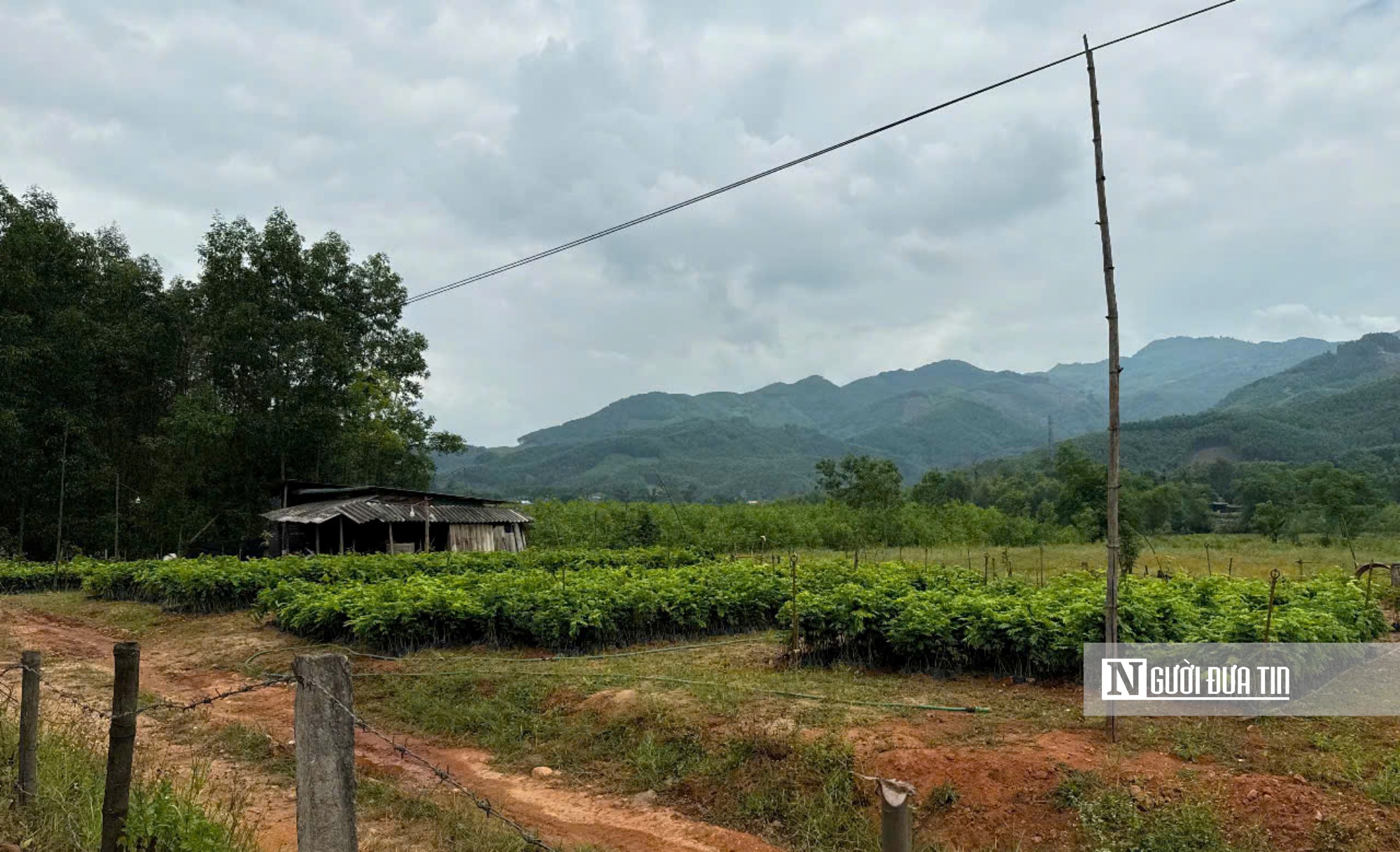 Dân đổ xô trồng cây huỳnh đàn "đón" đền bù dự án cao tốc Quảng Ngãi - Kon Tum- Ảnh 3. Dân đổ xô trồng cây huỳnh đàn "đón" đền bù dự án cao tốc Quảng Ngãi - Kon Tum- Ảnh 3.