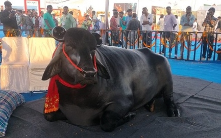 Con trâu khổng lồ nặng 1500kg, có giá 103 tỷ đồng