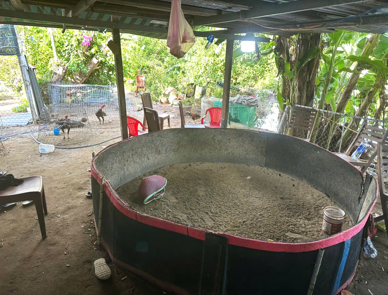 Sới cá độ đá gà được ngụy trang bằng lán trại nuôi gà. (Ảnh: CACC) Sới cá độ đá gà được ngụy trang bằng lán trại nuôi gà. (Ảnh: CACC)