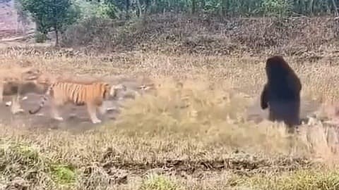 Hổ dữ chạm trán gấu đen khổng lồ và cái kết bất ngờ- Ảnh 1. Hổ dữ chạm trán gấu đen khổng lồ và cái kết bất ngờ- Ảnh 1.
