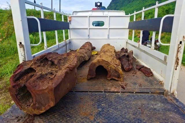 Vụ phát lộ cây nghi gỗ sưa: Người dân nên làm gì khi phát hiện gỗ quý hiếm?- Ảnh 1. Vụ phát lộ cây nghi gỗ sưa: Người dân nên làm gì khi phát hiện gỗ quý hiếm?- Ảnh 1.