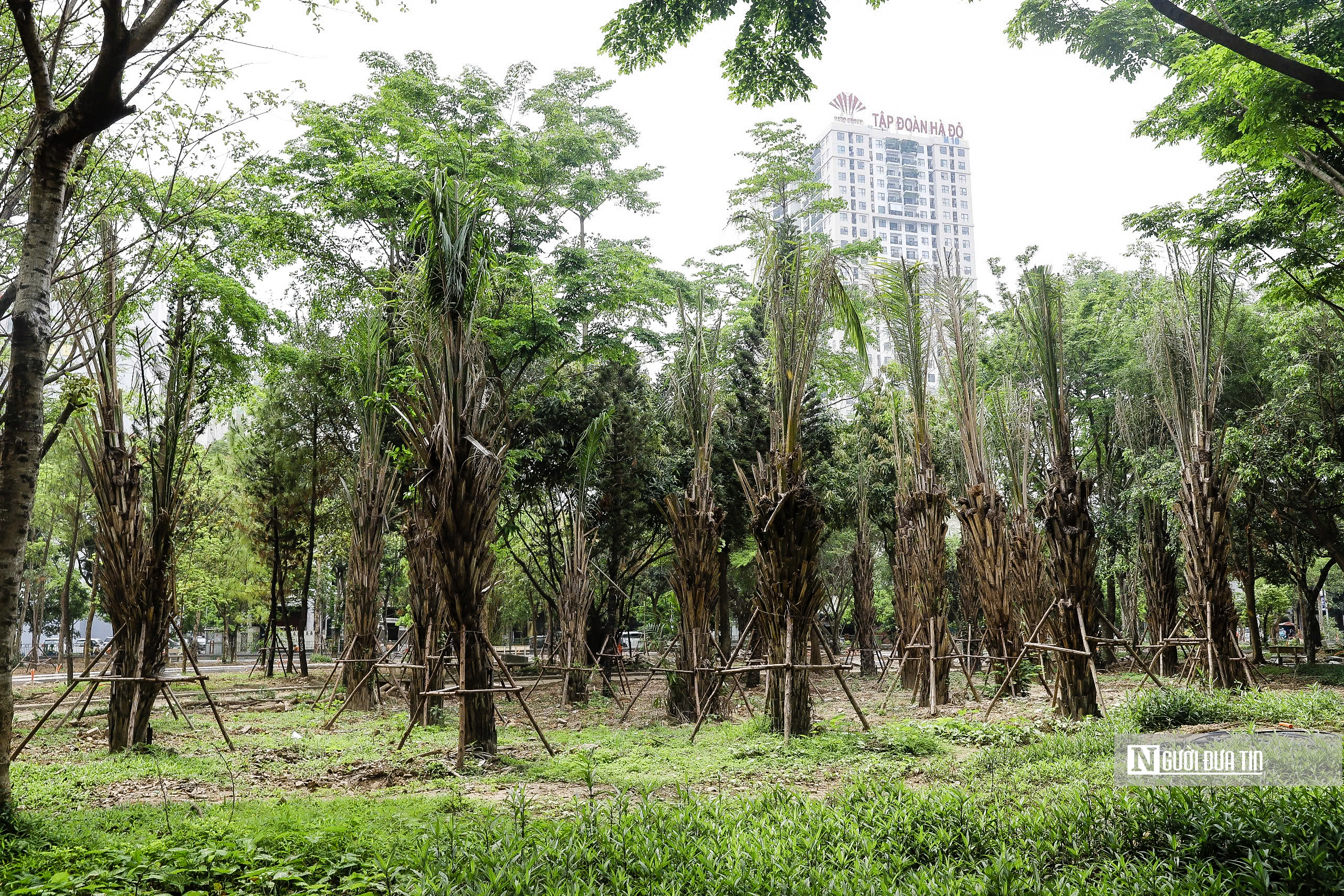 Hà Nội: Diện mạo mới của công viên Cầu Giấy sau 3 tháng cải tạo- Ảnh 5. Hà Nội: Diện mạo mới của công viên Cầu Giấy sau 3 tháng cải tạo- Ảnh 5.