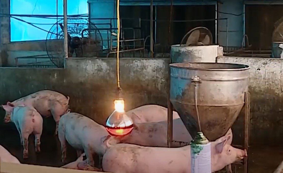 Đột xuất kiểm tra, phát hiện vi phạm tại cơ sở chăn nuôi ở Đà Nẵng- Ảnh 1. Đột xuất kiểm tra, phát hiện vi phạm tại cơ sở chăn nuôi ở Đà Nẵng- Ảnh 1.