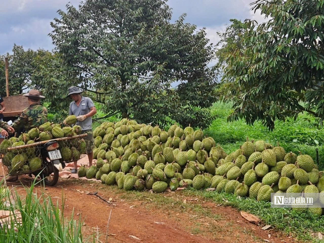 Bước tiến quan trọng của nông sản Gia Lai trên hành trình ra thị trường quốc tế- Ảnh 3. Bước tiến quan trọng của nông sản Gia Lai trên hành trình ra thị trường quốc tế- Ảnh 3.
