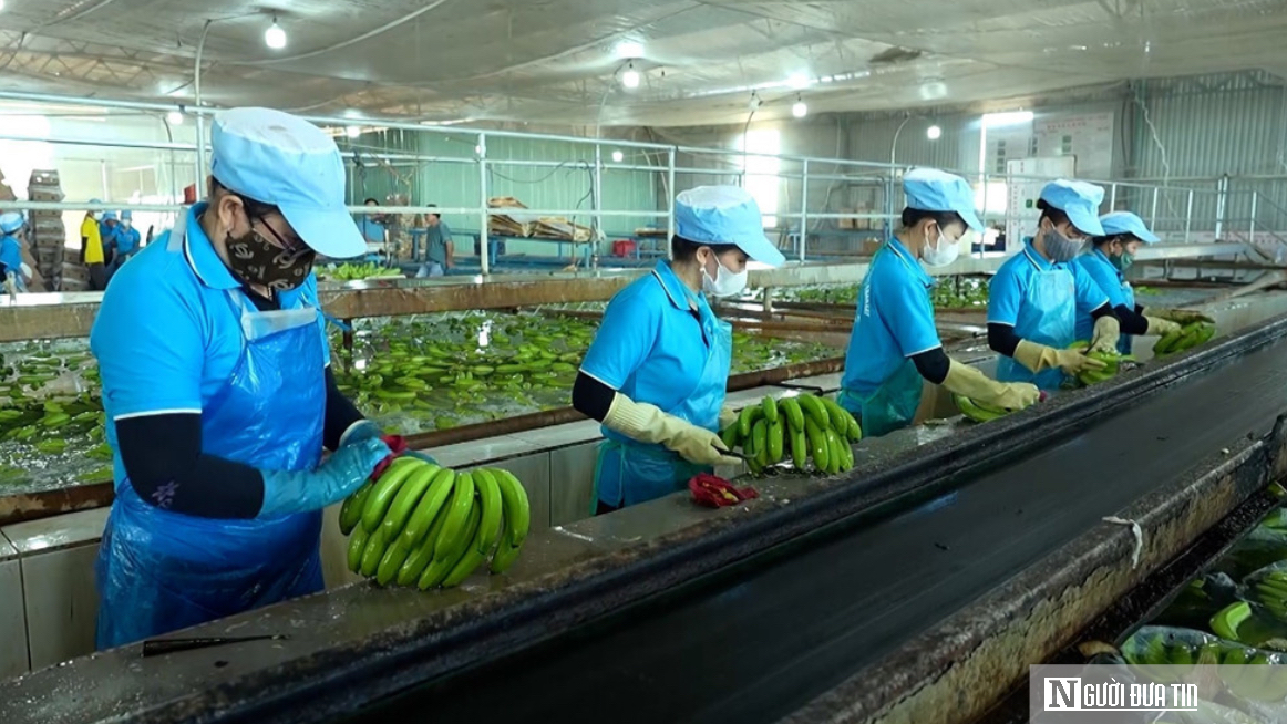 Bước tiến quan trọng của nông sản Gia Lai trên hành trình ra thị trường quốc tế- Ảnh 4. Bước tiến quan trọng của nông sản Gia Lai trên hành trình ra thị trường quốc tế- Ảnh 4.