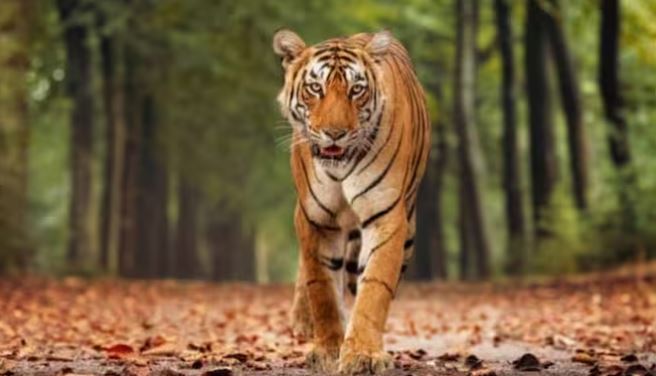 Đang làm việc trên đồng, người đàn ông 45 tuổi bị hổ dữ vồ tử vong- Ảnh 1. Đang làm việc trên đồng, người đàn ông 45 tuổi bị hổ dữ vồ tử vong- Ảnh 1.