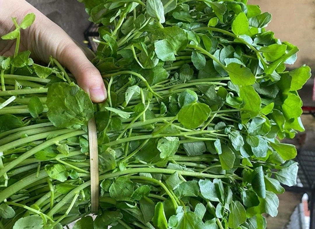 2 loại rau dễ là nơi "tổ ký sinh trùng" ẩn náu, nhất là cái số 1- Ảnh 1. 2 loại rau dễ là nơi "tổ ký sinh trùng" ẩn náu, nhất là cái số 1- Ảnh 1.