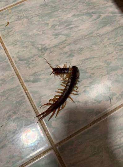 Con gái 3 tuổi đột nhiên hét lên đau đớn giữa đêm, mẹ bước vào phòng thì sốc nặng- Ảnh 1. Con gái 3 tuổi đột nhiên hét lên đau đớn giữa đêm, mẹ bước vào phòng thì sốc nặng- Ảnh 1.