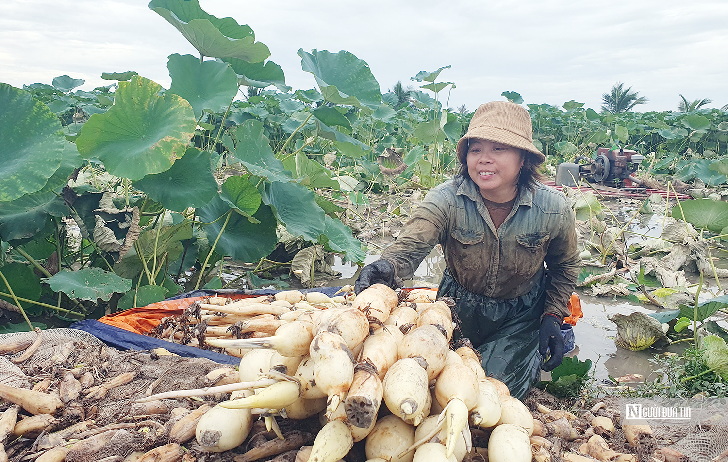Thu tiền triệu mỗi ngày nhờ loài cây có lợi từ củ đến hoa- Ảnh 2. Thu tiền triệu mỗi ngày nhờ loài cây có lợi từ củ đến hoa- Ảnh 2.